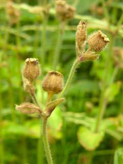 dagkoekoeksbloem