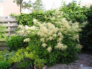 moerasspirea