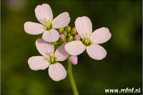 pinksterbloem